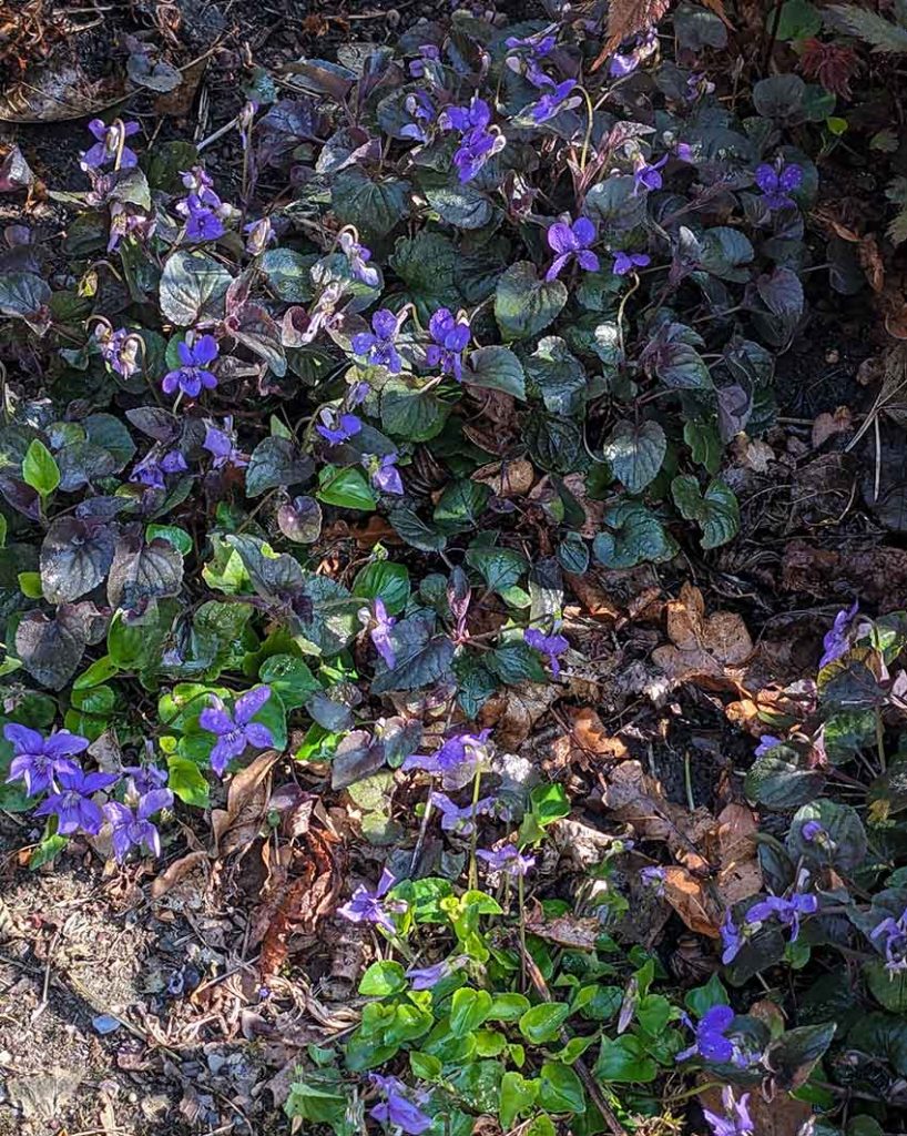 Purple violets on a woodland floor.