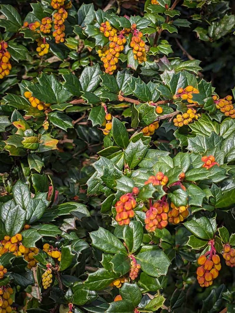 Bright peachy orange coloured tiny flowers of the berberis shrub with tiny prickle dark green leaves.