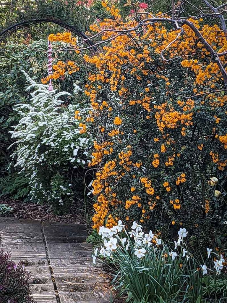 Orange flowers of berberis with small white sprays of flowers of spirea in background. Foregreound is pale yellow narcissi actaea pheasant eye.
