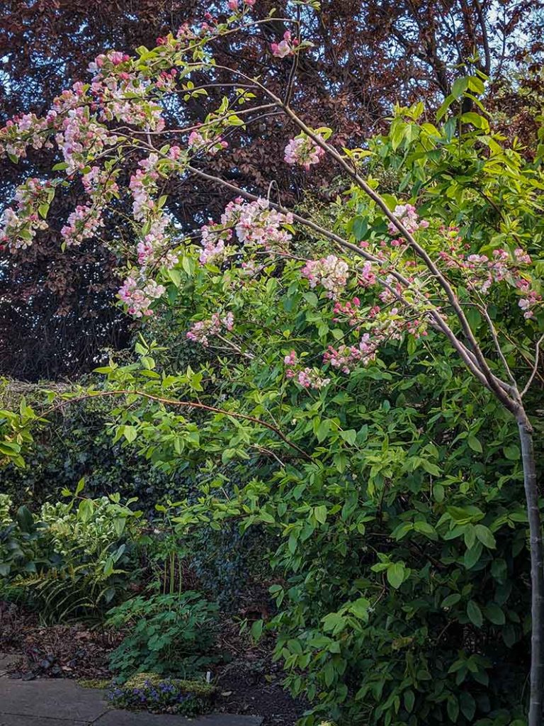 small pink blossoms on a crab apple tree