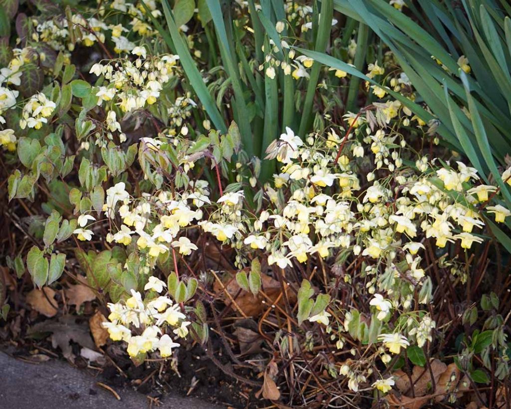 Dainty yellow flowers held on a wiry stem of the epimedium sulphureum plant.