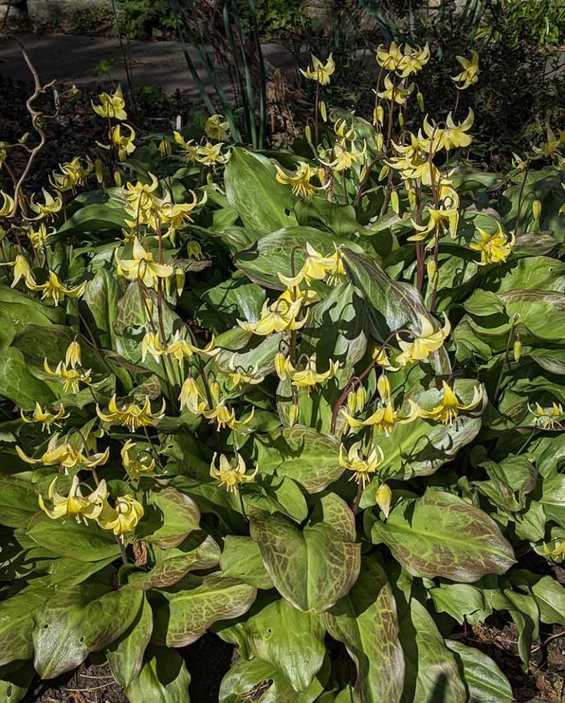 yellow flowers and mottled green and brown leaves of erythronium plant.