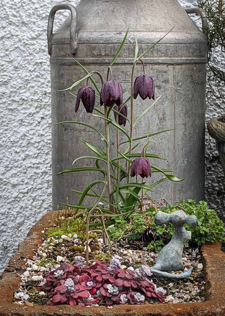 Dark purple version of the fritillary flower against grey milk churn.