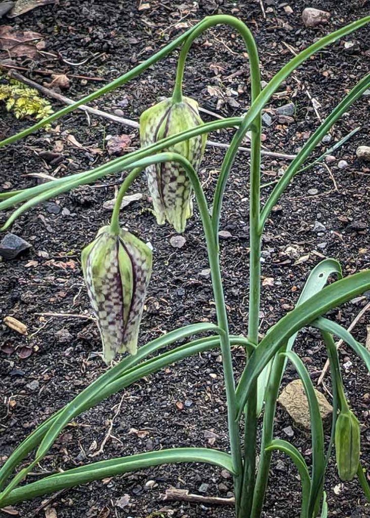 Mostly white with purple checkered pattern fritillary flowers.