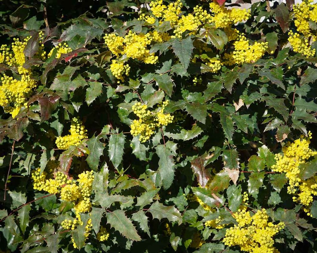 tiny bright yellow floers on a background of prickly dark green leaves of Mahonia shrub.