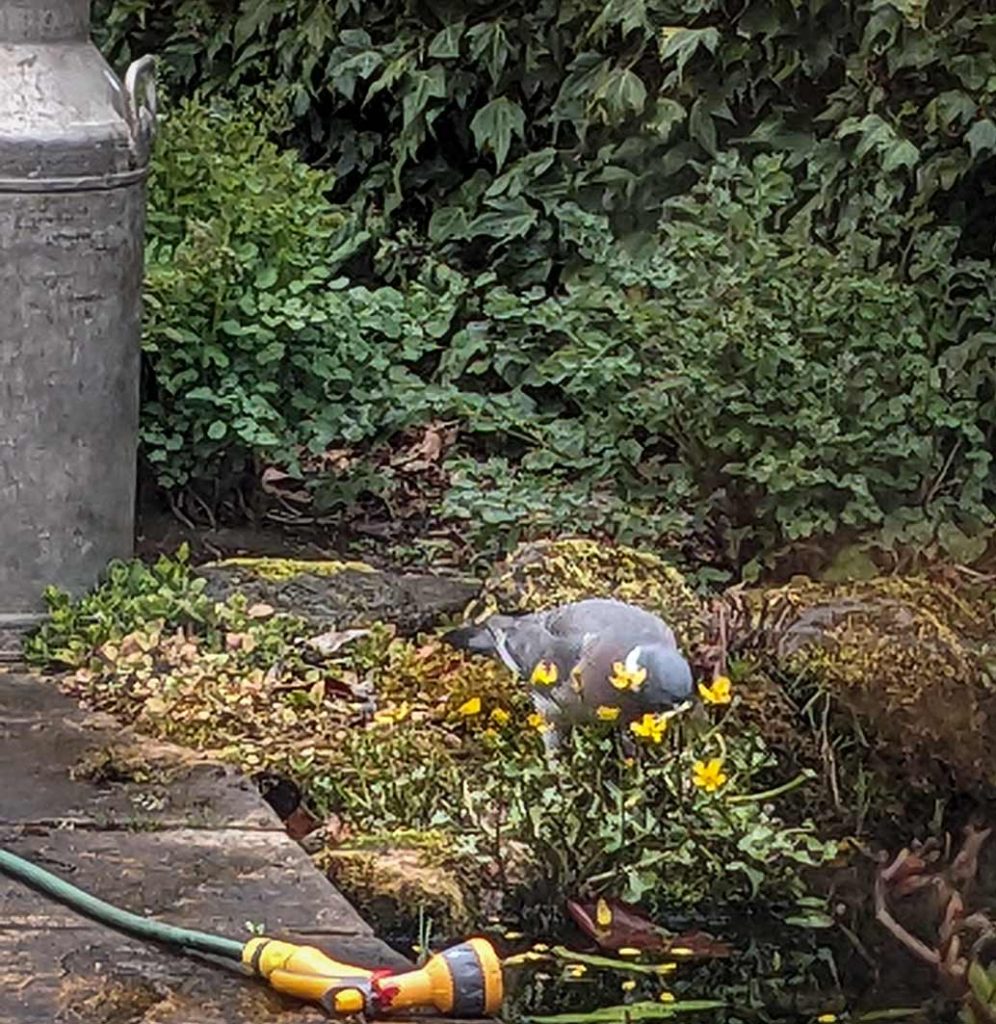 wood pigeon eating a marsh marigol plant at the edge of a pond.