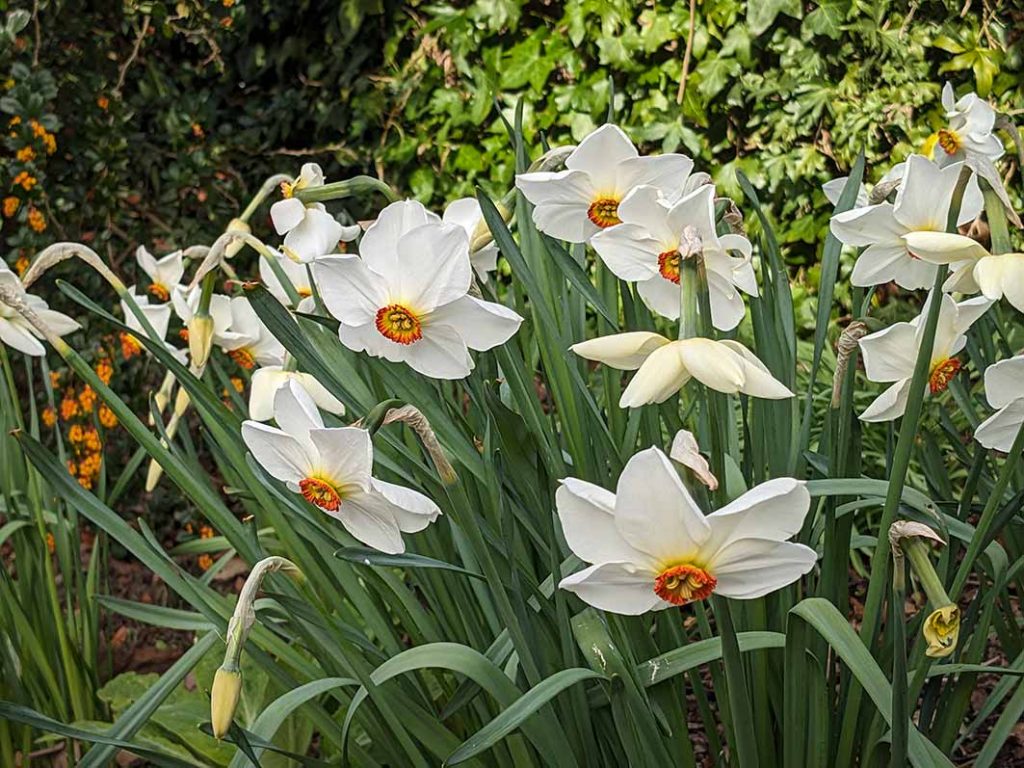 Narcissi Actaea with large pale petals and tiny dark orange corolla in the centre.