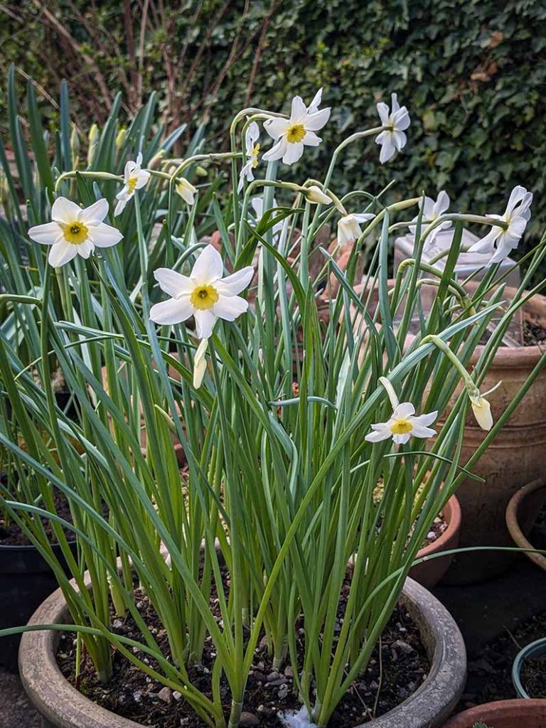 Narcissi Segovia pale petals and small pale yellow corolla.