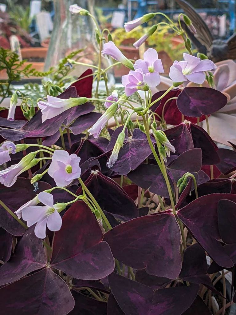 Purple triangular shaped leaves and dainty pink flowers of Oxalis triangularis plant.