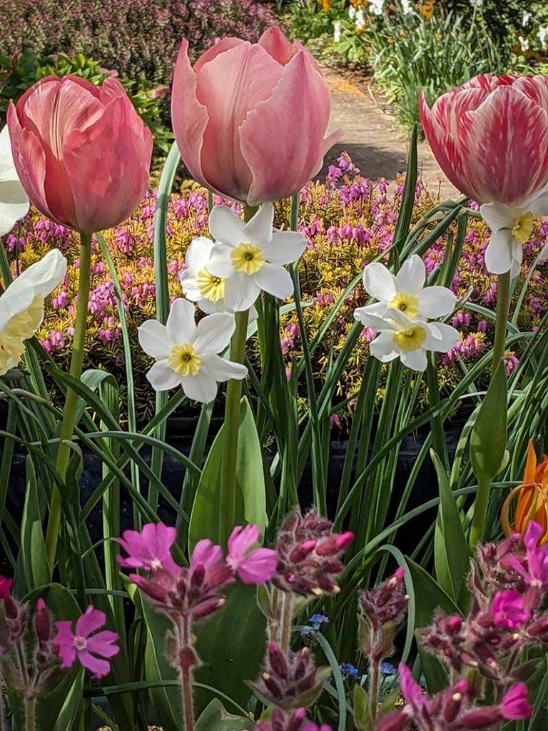Pink tulips layered with pale narcissi and dwarf pink campion flowers.