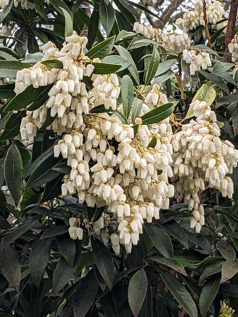 Tiny white bell shaped flowers of the Pieris shrub.