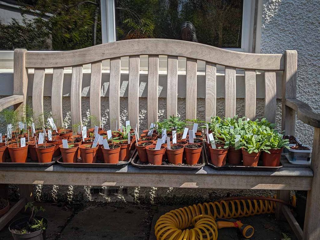 Plants for sale on a bench.