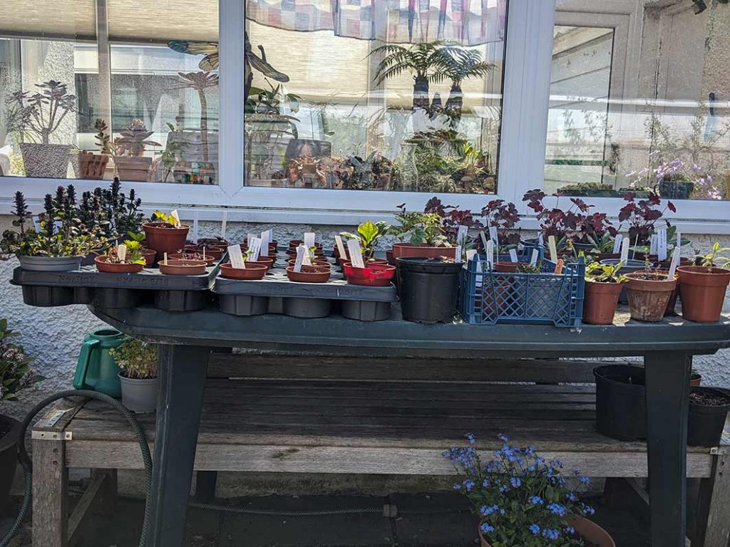 selection of small plants for sale on a table.