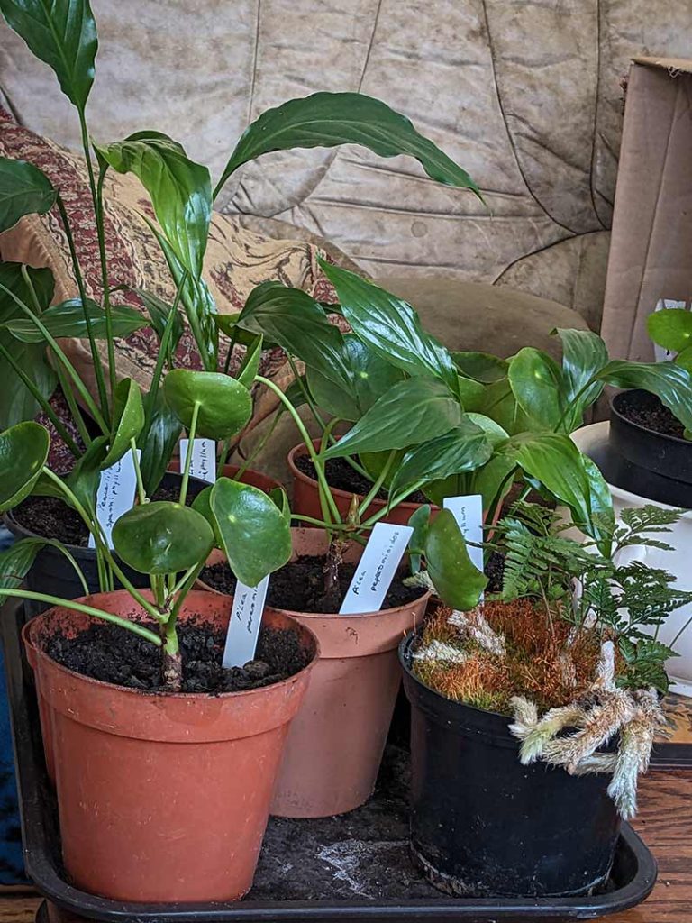 selection of house plants for sale.
