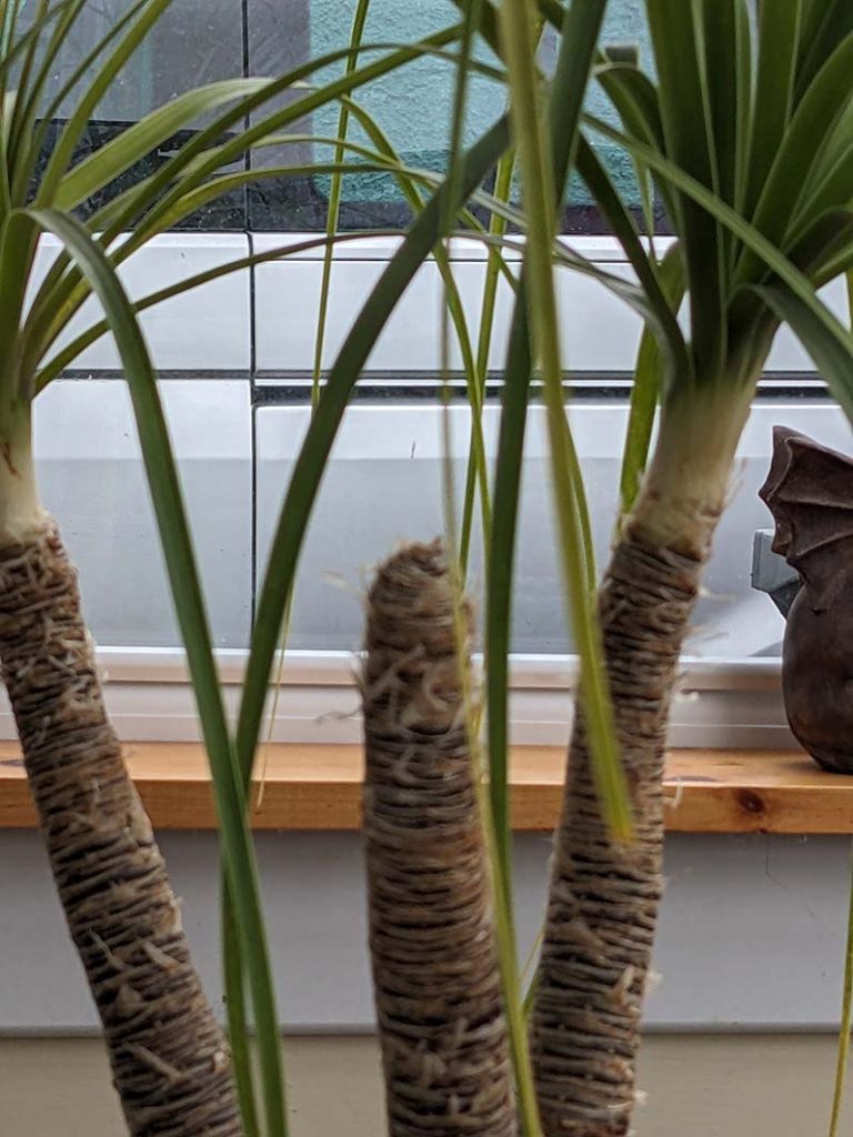 Ponytail plant that has lost its leaves from one branch out of 3 branches