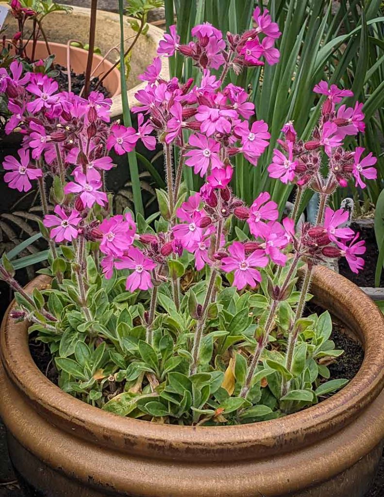 Pink flowers on a dwarf campion plant.