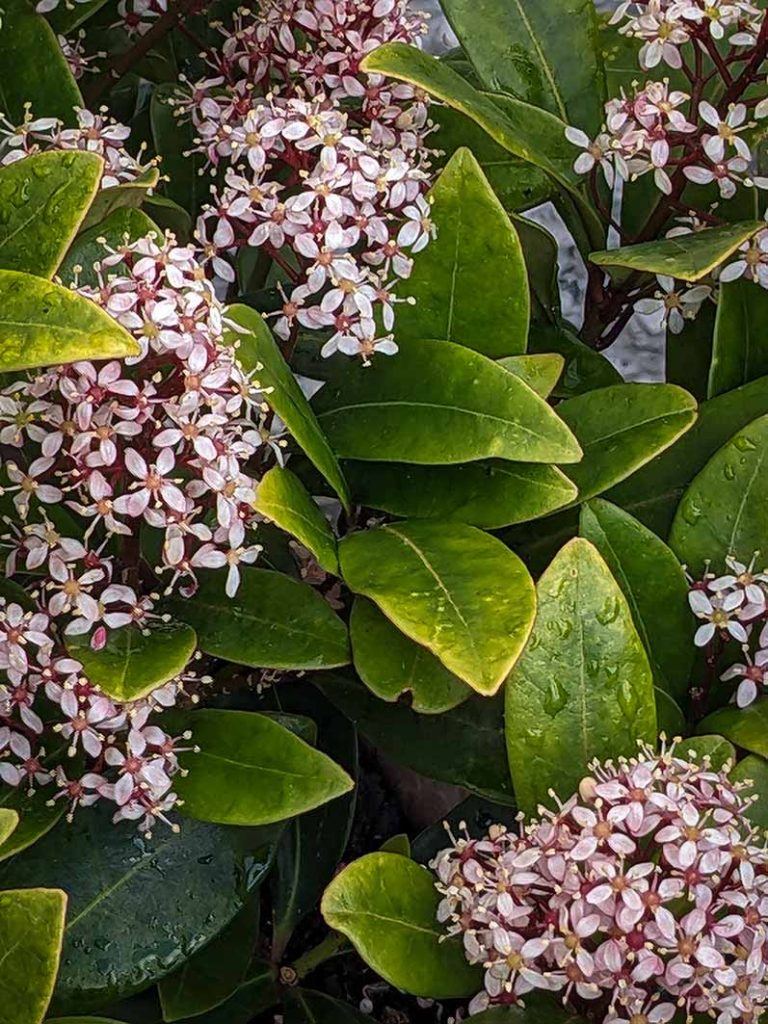 Tiny pink flowers against evergreen leaves of skimmia japonica plant.