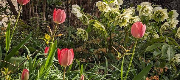 Dark pink tulips in front of white hellebore flowers speckled with dark purple.