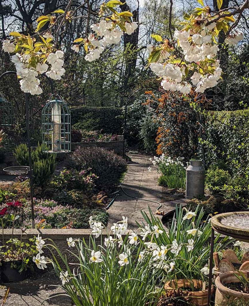 view of the garden from under a cherry tree.