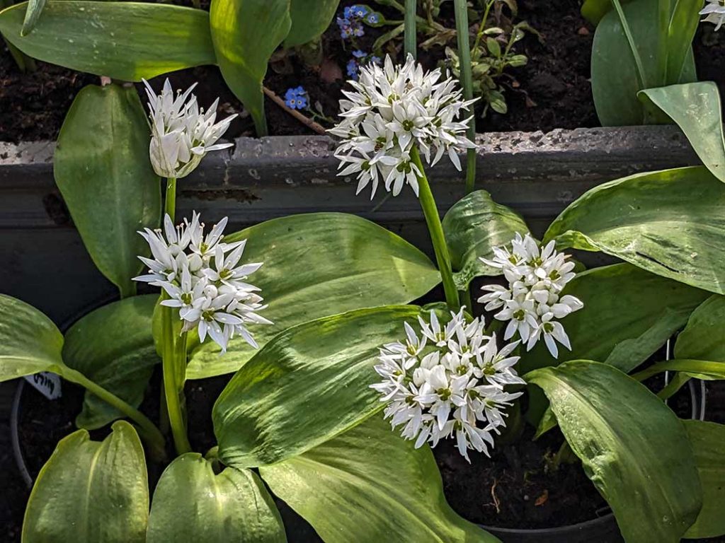 white flowers on the wild garlic plant.