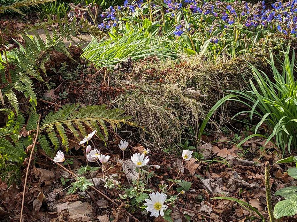 White wood anemone in front of a log on a woodland floor.