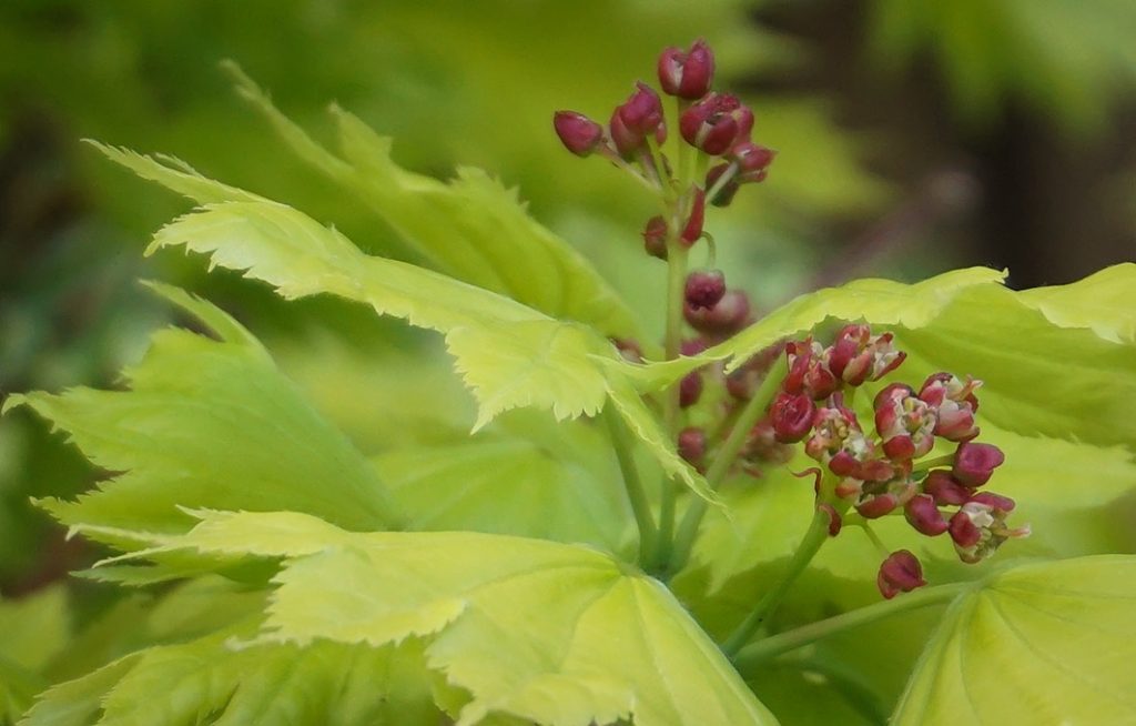 Small clusters of red flowers on a golden green acer shrub.