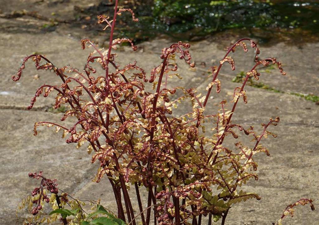 Tangled looking new bronze fern fronds.