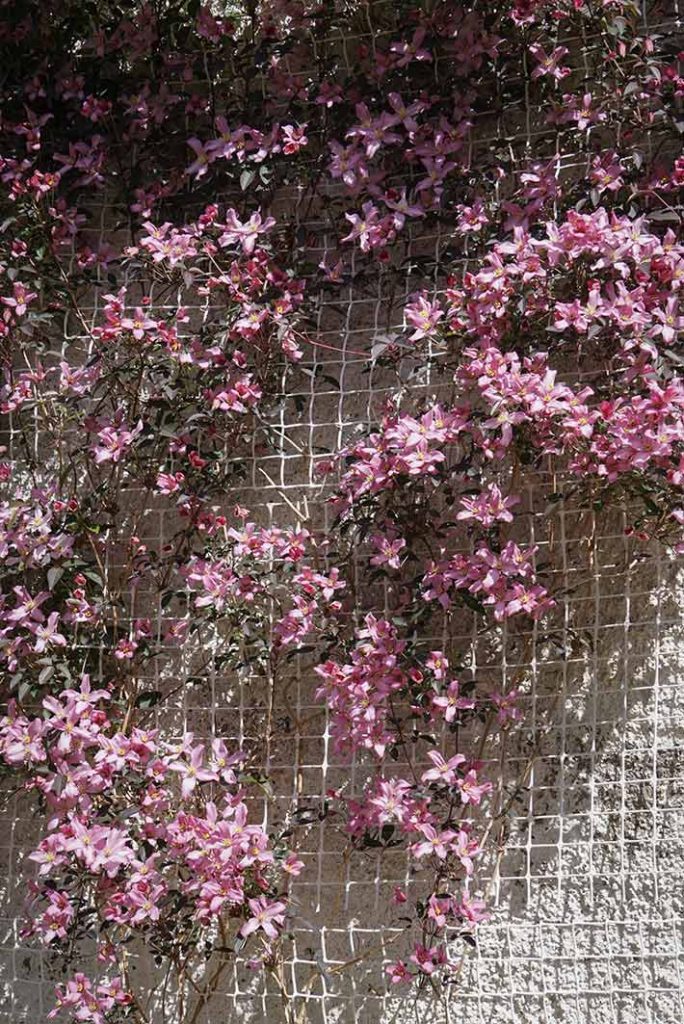 Pink flowers on the climbing plant clematis montana.