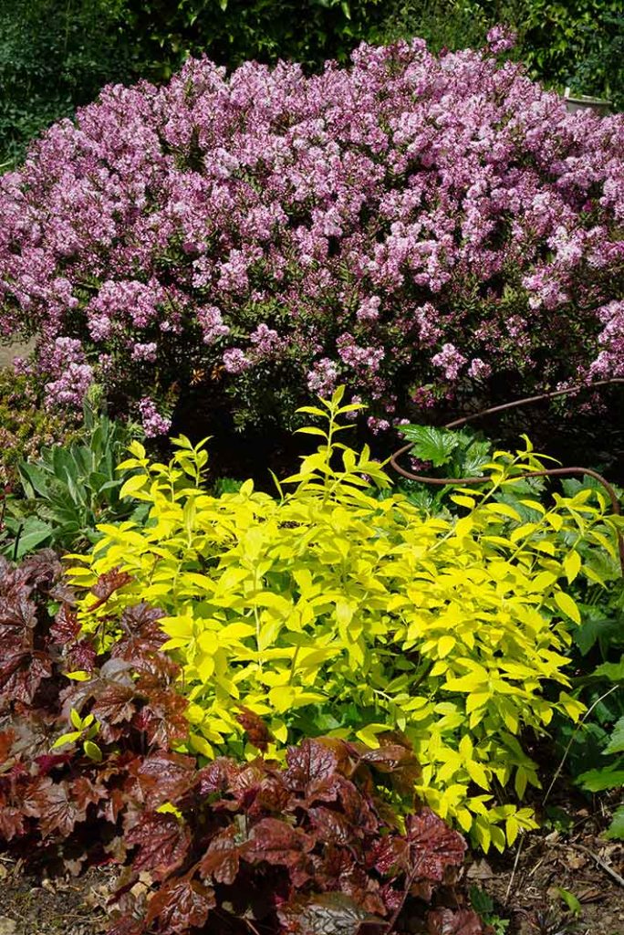 Layers of colour of plants. Purple at the front, golden-green then darker green, then pink flowers at the top.