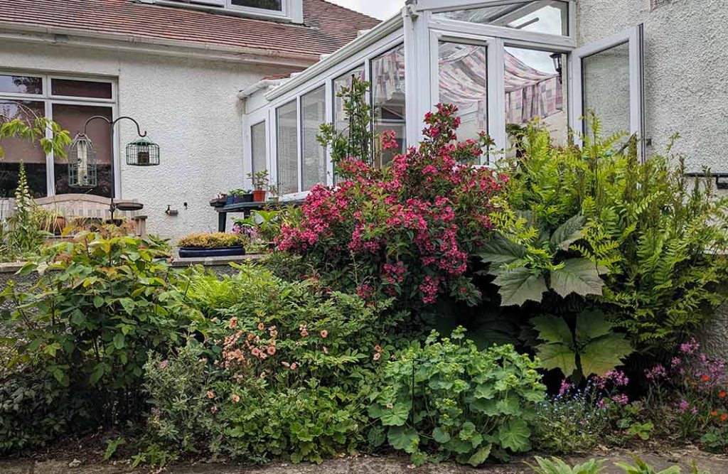 A variety of plants in a damp corner under the down pipe.
