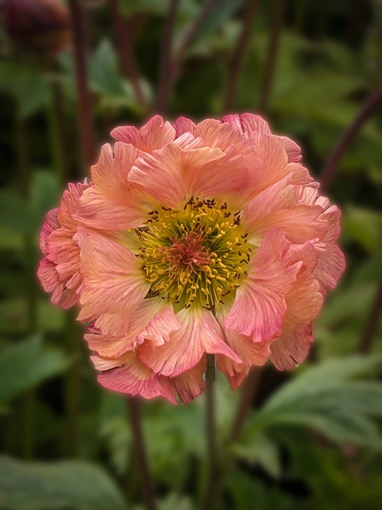 Peach, frilly petals of Geum Mai Tai flower.