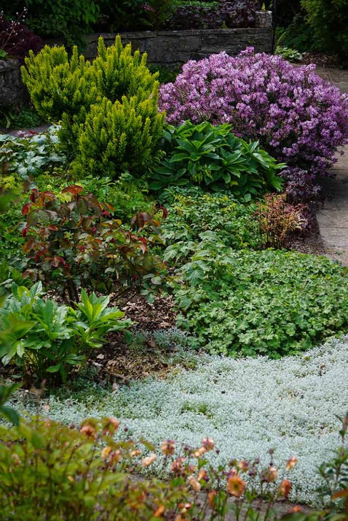 Different colours of foliage in a plant bed. Silver, bronze, purple, dark green and bright green.