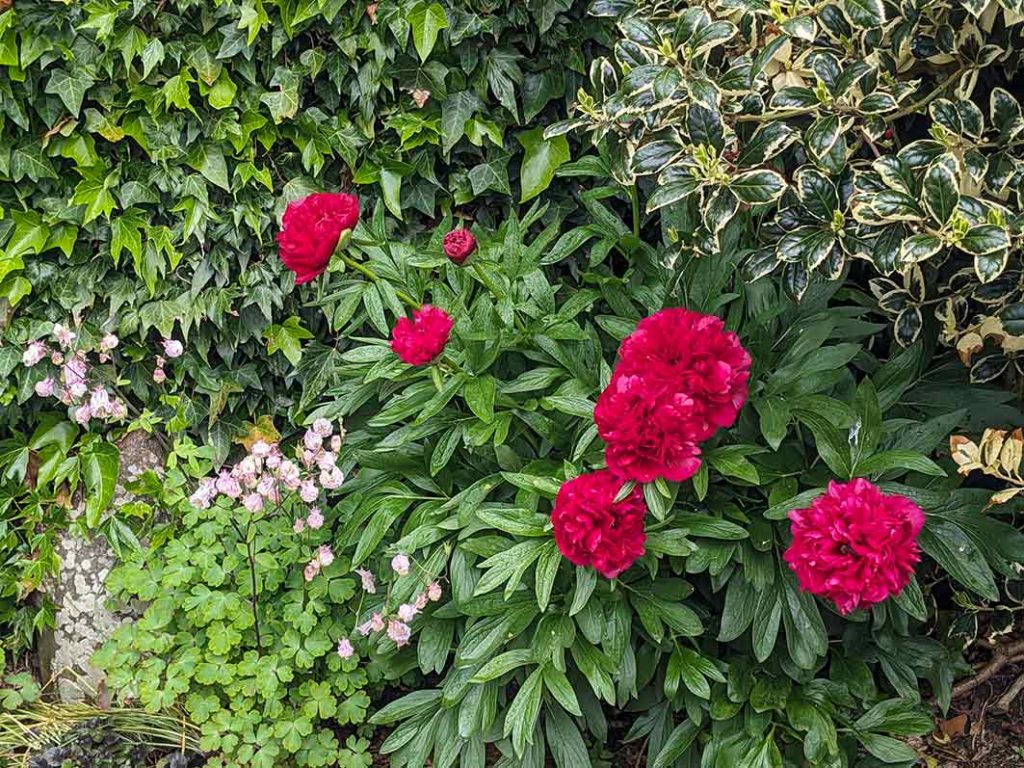 Deep red peony flowwers next to variegated holy and pink aquilegia flowers.