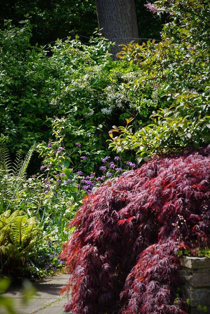 purple acer shrub in the corner of a raised bed with f=green shrubs and a fern in the background.