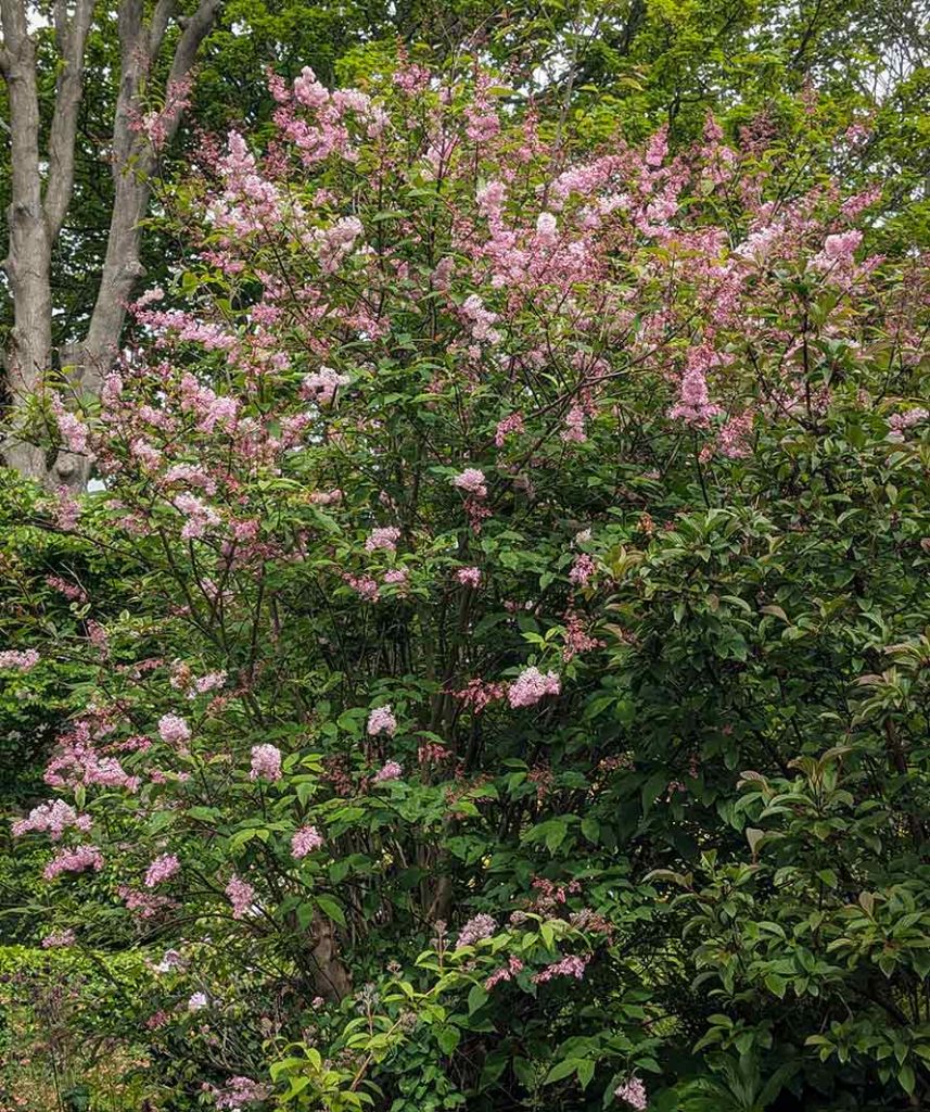 Pink flowers on syringia with beautiful scent.