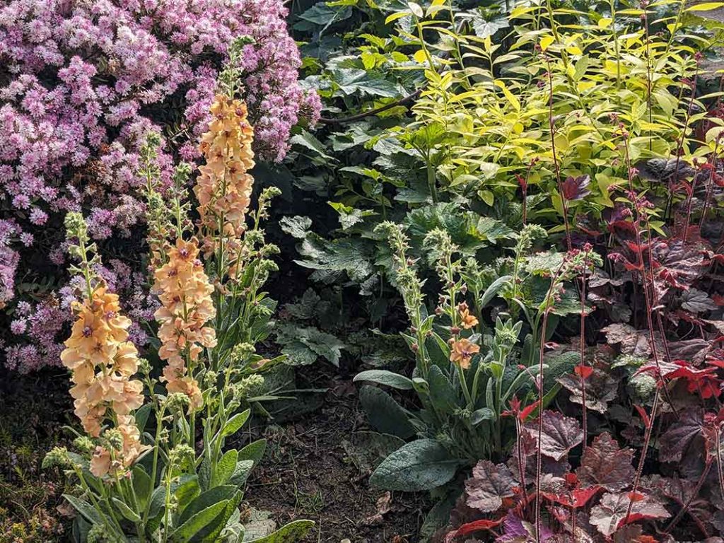 Peach coloured verbascum flowers next to pink hebe, green Japanese anemone and bright green spirea foliage.