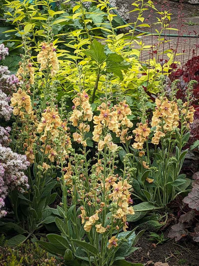 Verbascum Peach Champagne yellow flowers with purple centres.