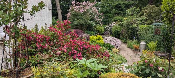 A colourful view of the back garden from the patio. Flowers and shrubs in bloom.