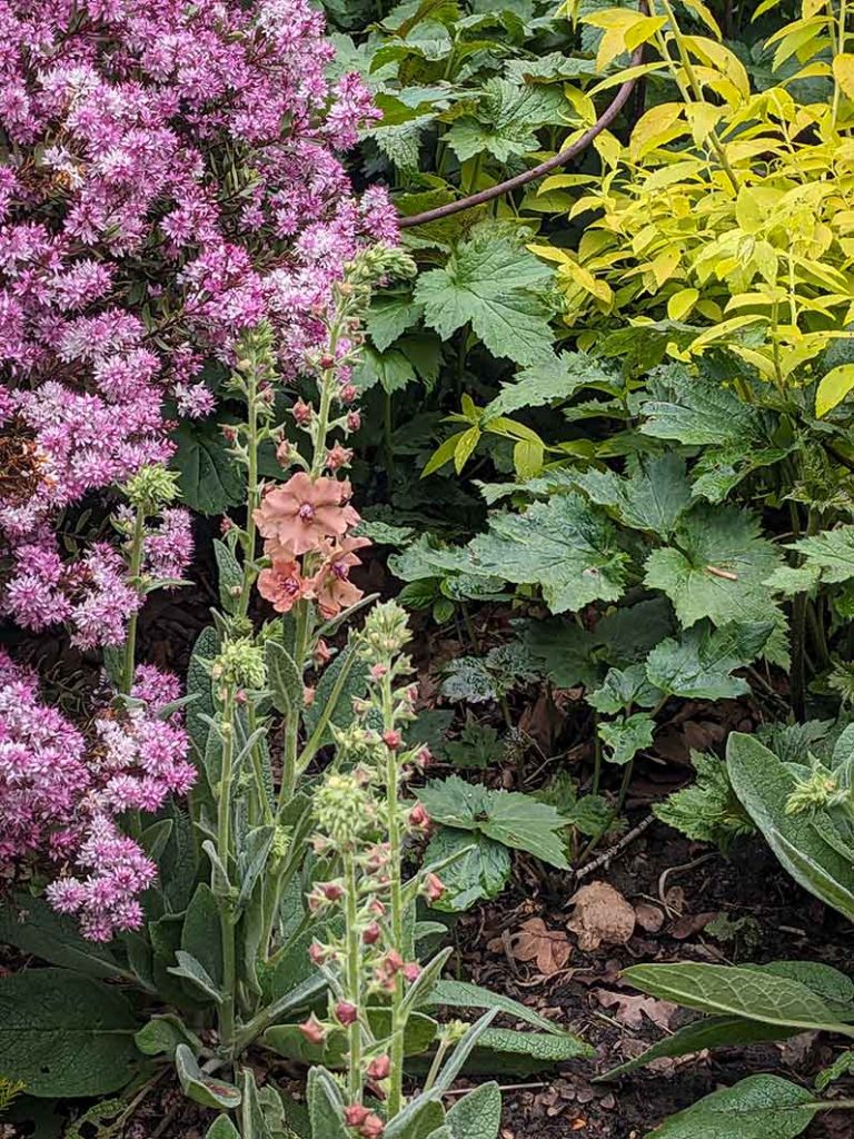 dusky pink verbascum along with pink flowers on a hebe and green japanese anemone foliage. Bright green foliage of spirea in the top right hand corner.