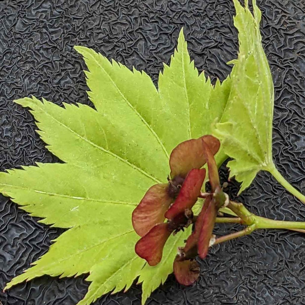 Bright green acer leaf with red keys (seed) on it.