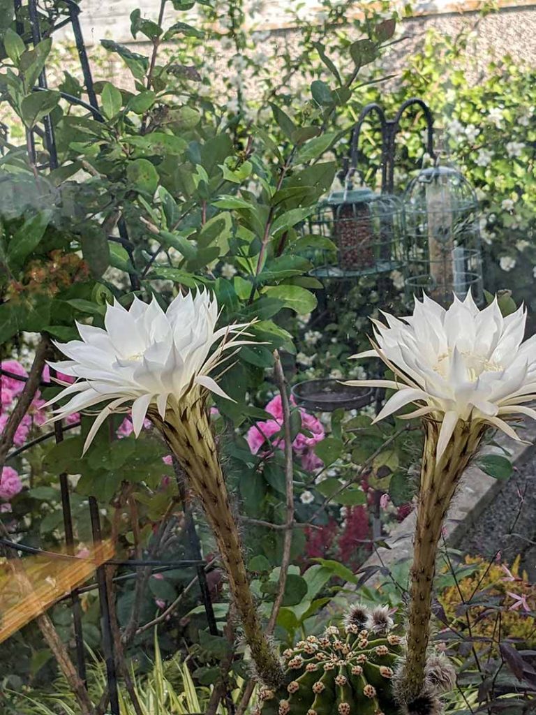 2 large white scented flowers on a cactus plant.