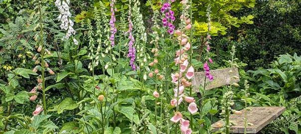 Foxglove plants ranging from purple, pink, apricot and white next to s seat.
