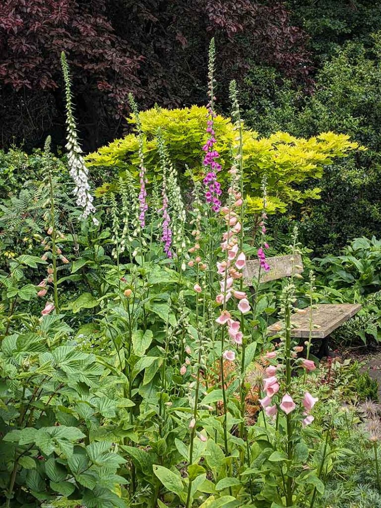Foxglove plants ranging from purple, pink, apricot and white next to s seat.