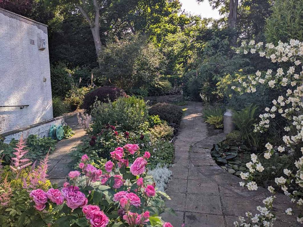 A view of my back garden in the shade.