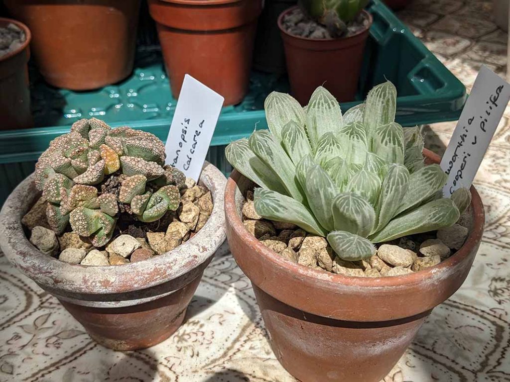 2 small  green, succulent plants in terracotta pots.