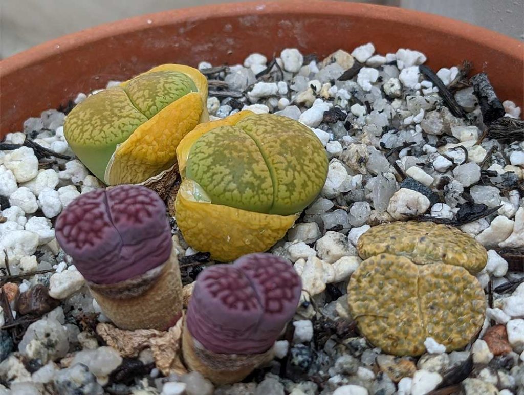 Lithops splitting.