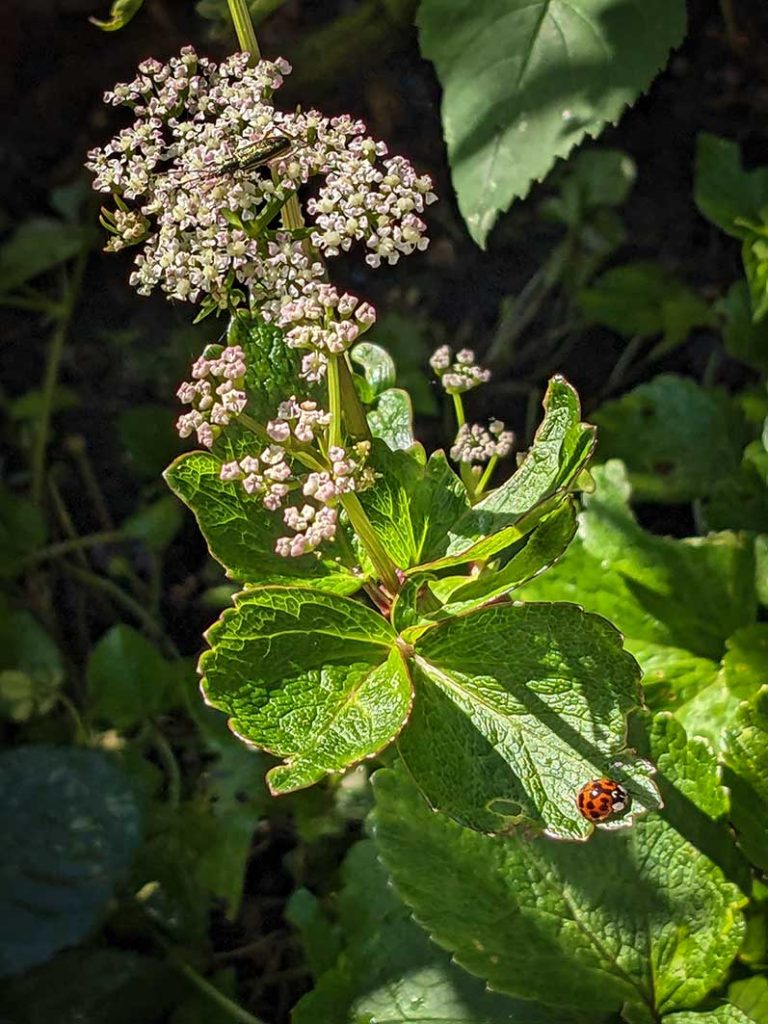 An iridescent green longhorn beetle on an umbellifer and a ladybird on the foliage.