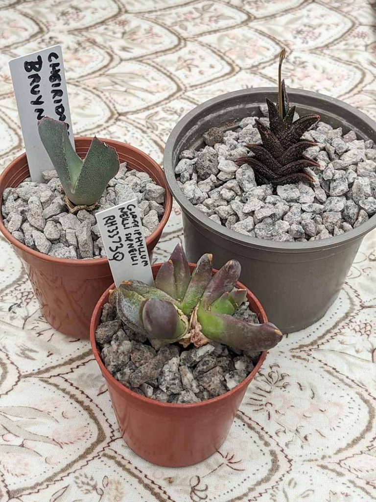 three small succulent plants in small pots.
