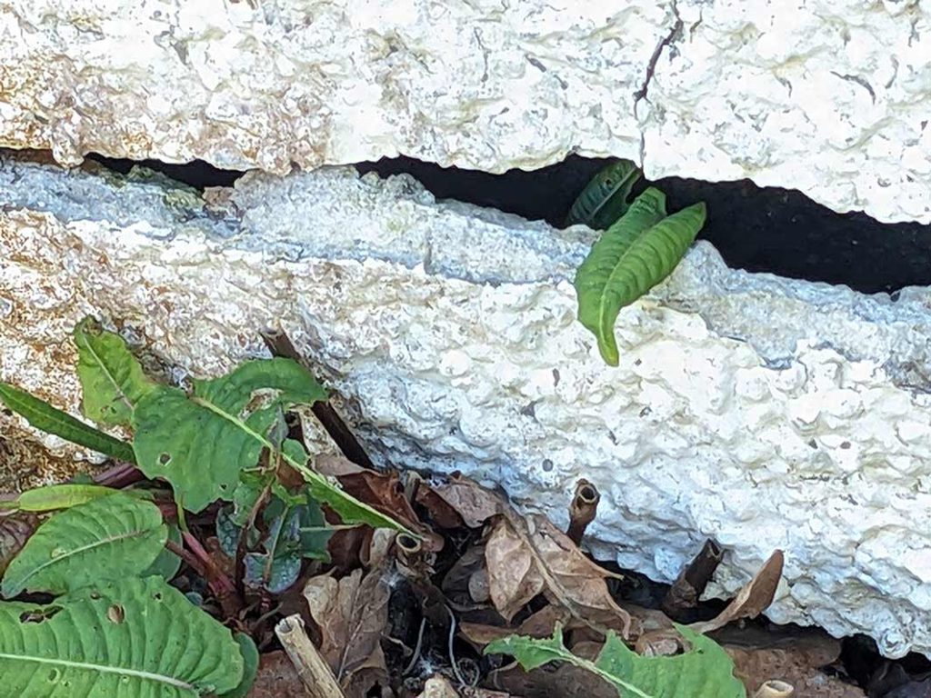 green leaves of persicaria popping up behind some broken white harling on a wall.