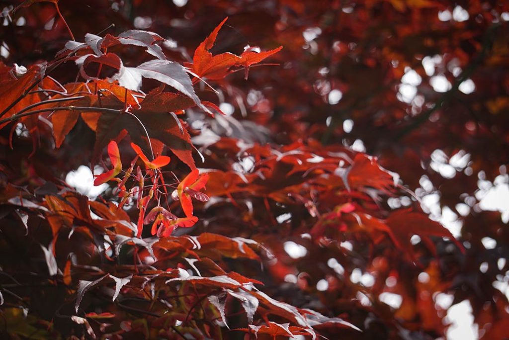 Red acer leaves with red keys (seeds) beside them.